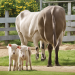 Enramycin 4%/8% Animal Feed - Promoting Livestock Health and Productivity
