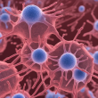 Anti-Chlamydial MOMP Antibody Clone B-D3 | Monoclonal Antibody
