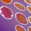 Gram Stain TISSUE-TROLu2122 Control Slides - High-Quality Solution for Gram Staining Procedures