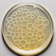 Yersinia Selective Agar for Microbiology CIN Agar | NutriSelectu00acu00c6 Plus