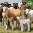 Albendazole Bolus 2500mg - Effective Anthelmintic for Livestock