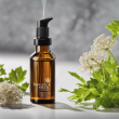 Premium Angelica Herb Oil - The Treasure Trove of Wellness Benefits