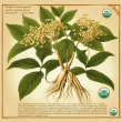 Ginseng P.E. - Premium Herbal Extract for Ultimate Health & Wellness