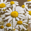 Chamomile Extract Powder 1% HPLC: Premium Quality Extract Ideal for Pharma, Cosmetics & Beverages 