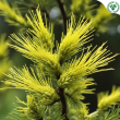 High Purity Larix Olgensis Extract with Powerful Anti-Inflammatory & Antioxidant Properties | CAS 480-18-2