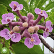 100% Natural Banaba Extract with Corosolic Acid | Weight Management & Blood Sugar Regulation