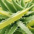 100% Natural Aloe Vera Extract Aloin 20%~98%: Unleashing Premium Quality & Health