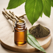 An Leaf Summer Extract: Herbal Medicine for Neurological Disorders and Cancer Treatment