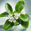 Premium Quality Wintergreen Essential Oil - Pure and Effective