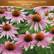 Premium Echinacea P.E: A Natural Way to Boost Immunity and Promote Wellness