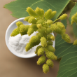 Premium Pharmaceutical Grade Mahonia Aquifolium Extract Powder | High-Quality and Potent