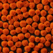 High-Quality Zeaxanthin Beadlets - Fine Orange Granules for Supplements and More