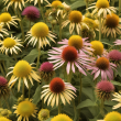 Echinacea Extract - Powerful All-Natural Immune Booster