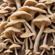 Maitake Mushroom Extract Powder - High-Quality Polysaccharides for Anti-Cancer & Immunity Boost