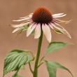 Premium Quality Echinacea Root Powder: Boost Your Immune System Naturally