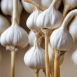 Premium Pharmaceutical-Grade Allicin: High-Quality Garlic Extract Supplier